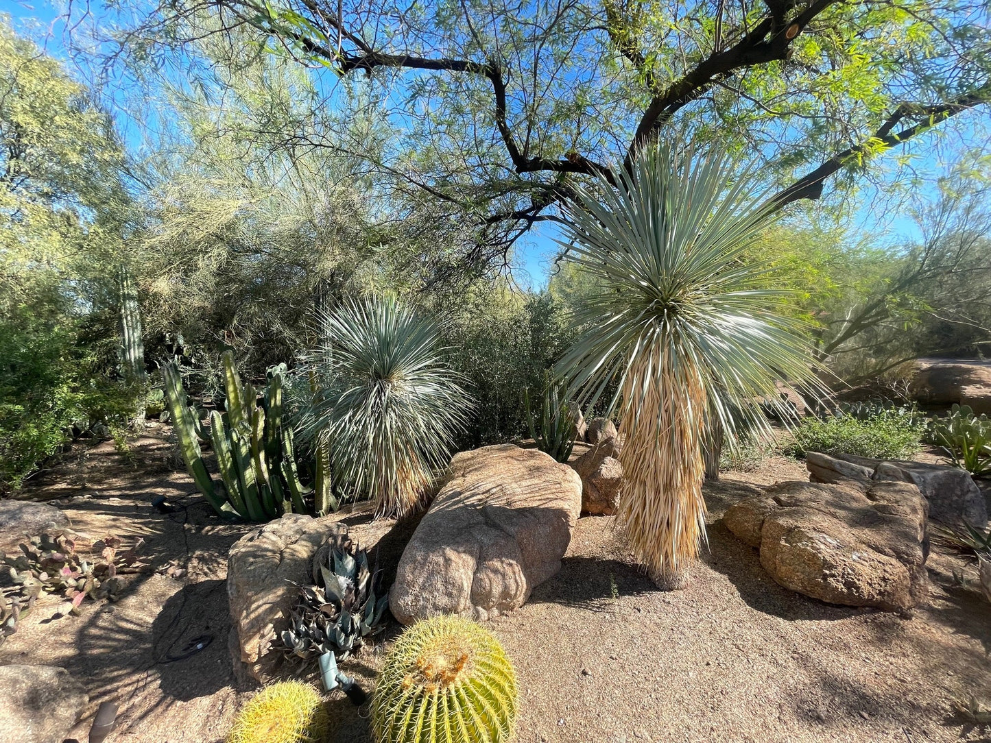 Yucca Rostrata