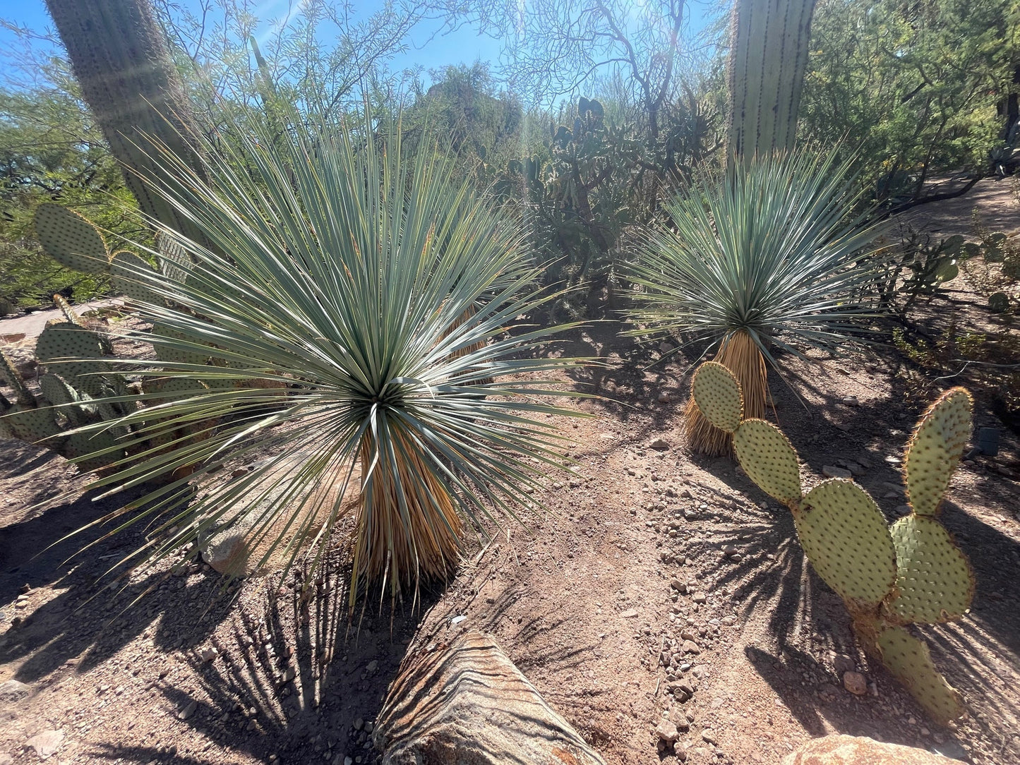 Yucca Rostrata