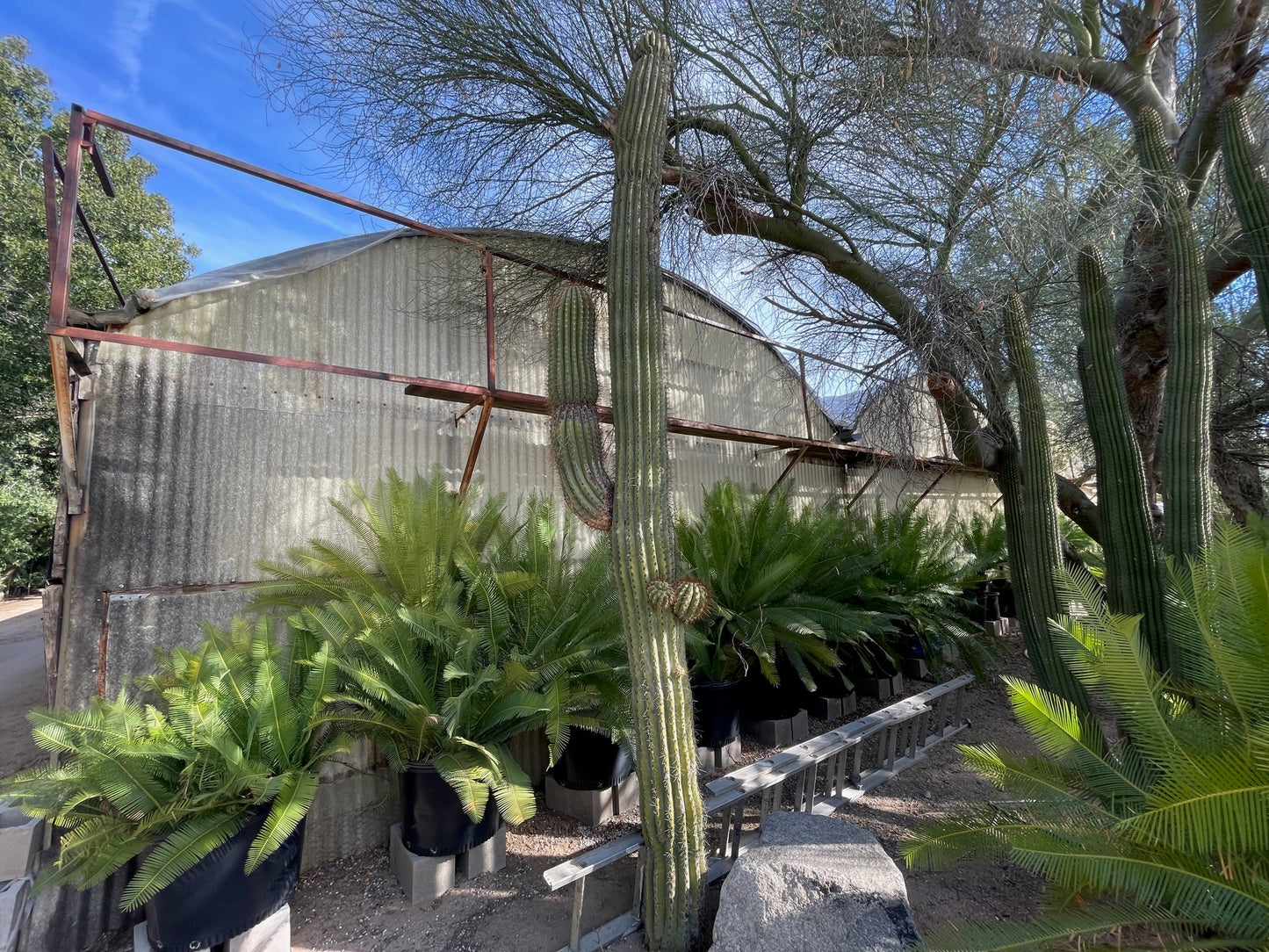 South American Saguaro