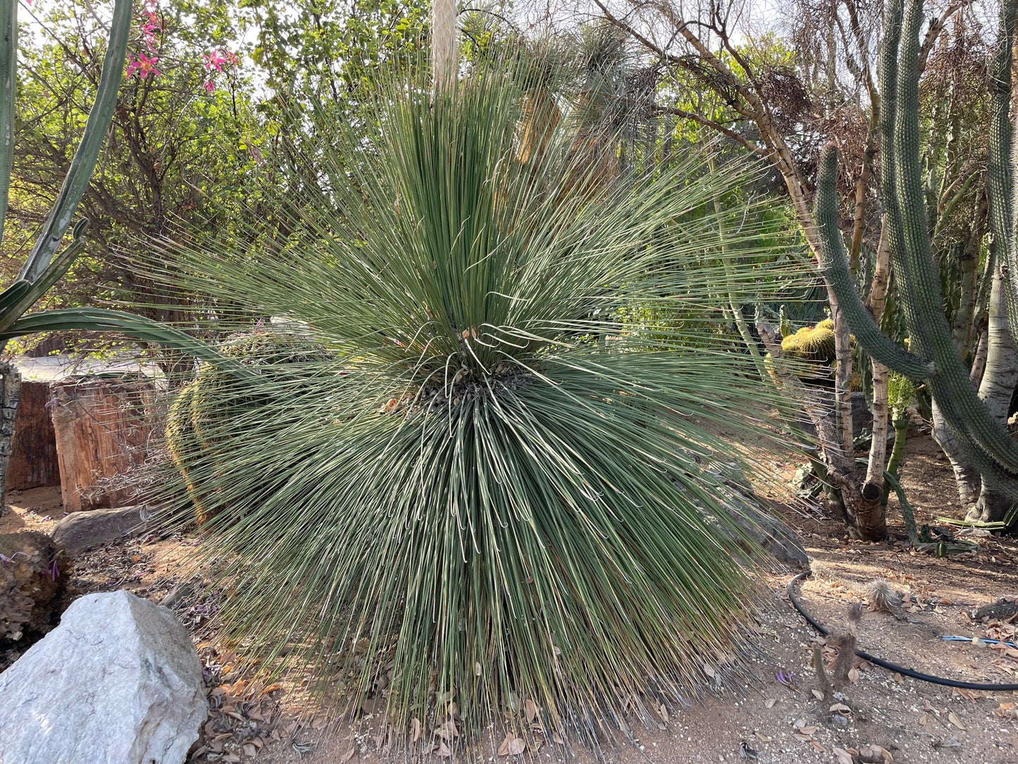 Mexican Grass Tree