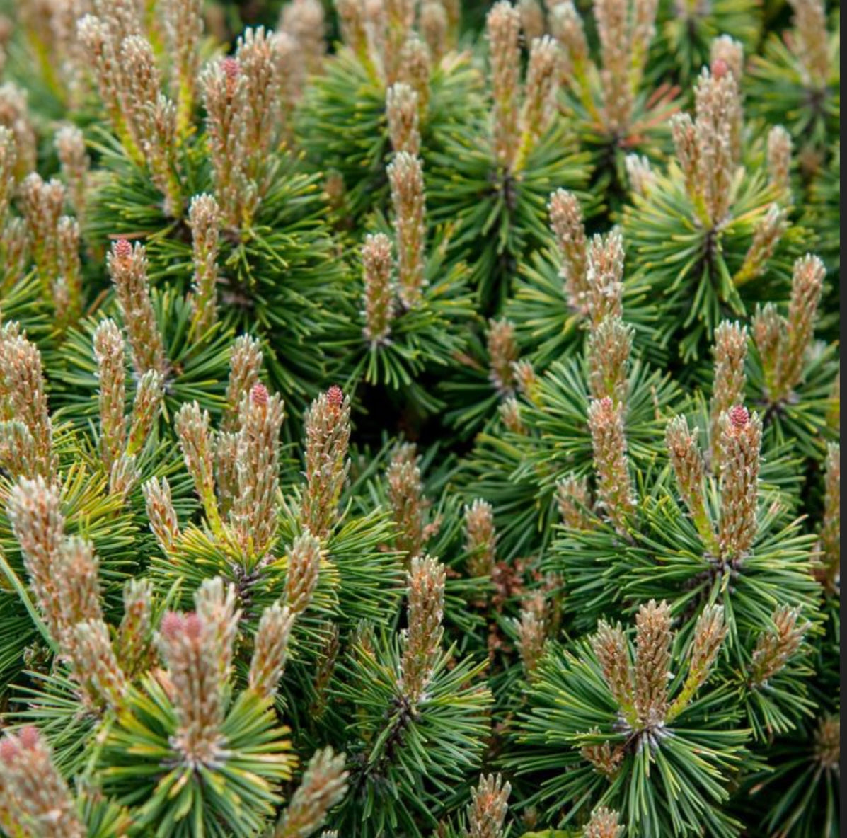 Pumilio Mountain Pine Healthy Harvesters