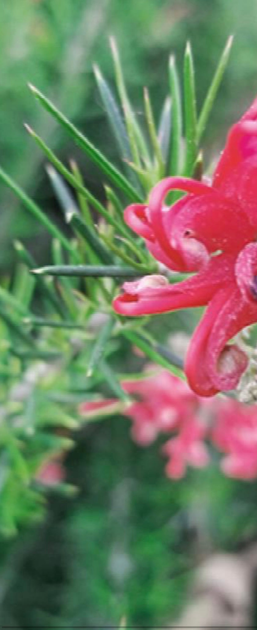 Scarlet Sprite Grevillea Silky Oak Plant