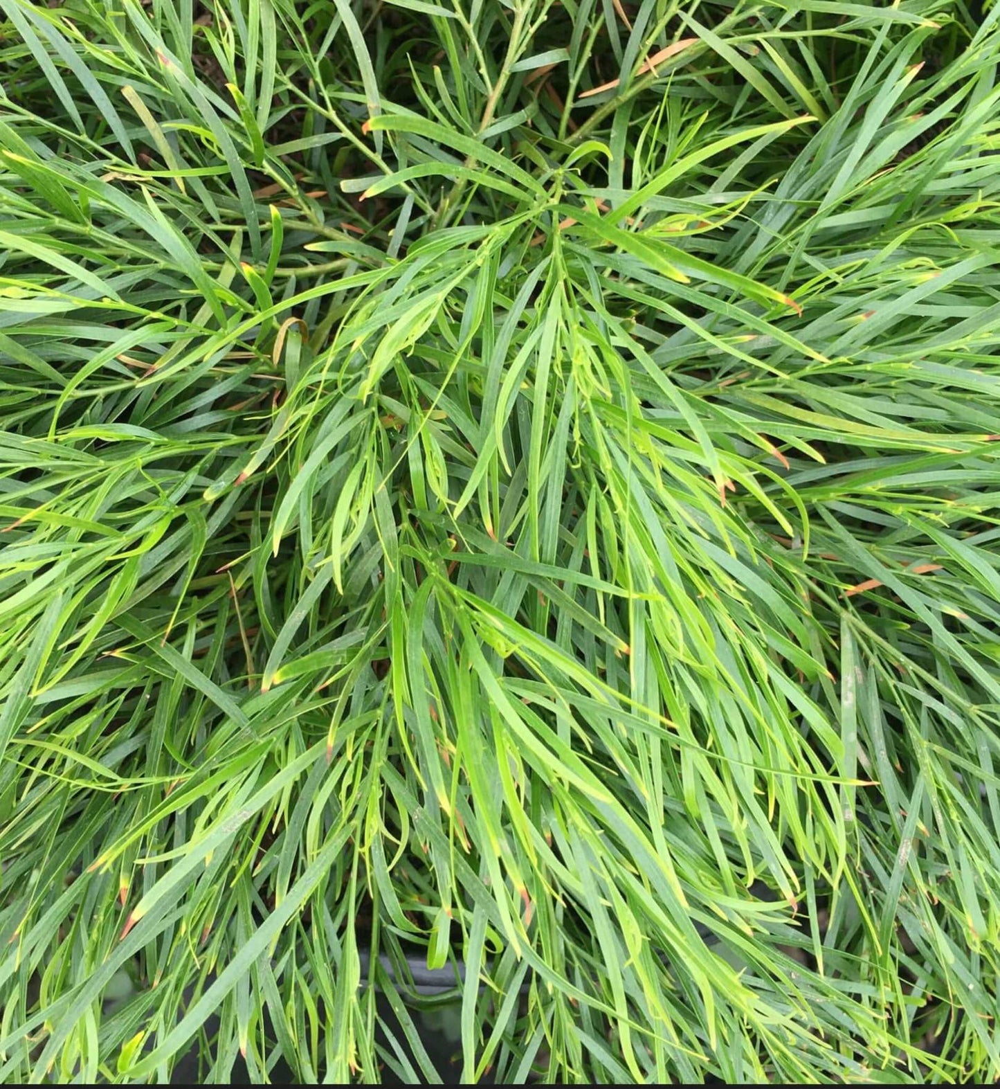 Cousin Itt Acacia 