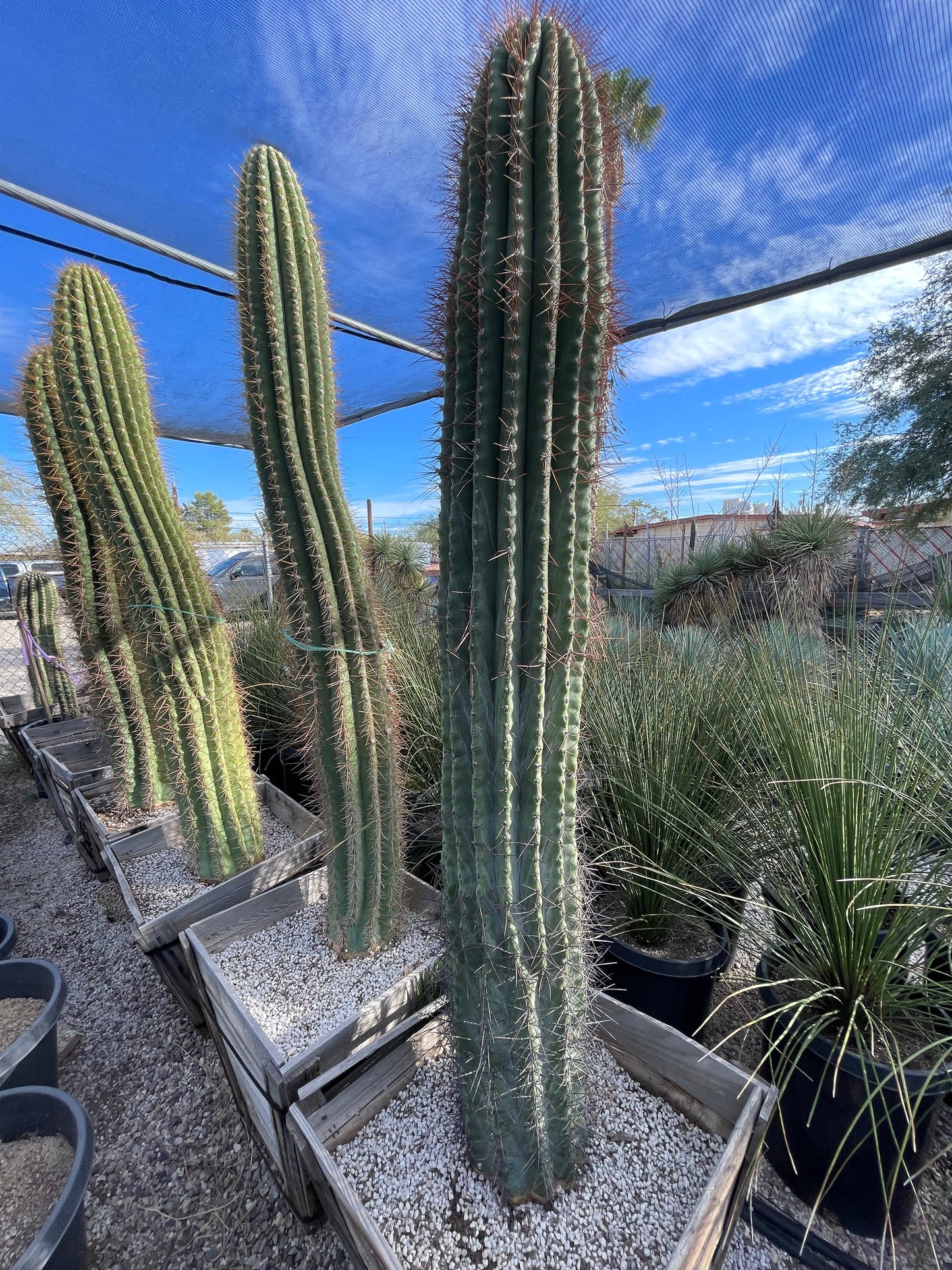 South American Saguaro