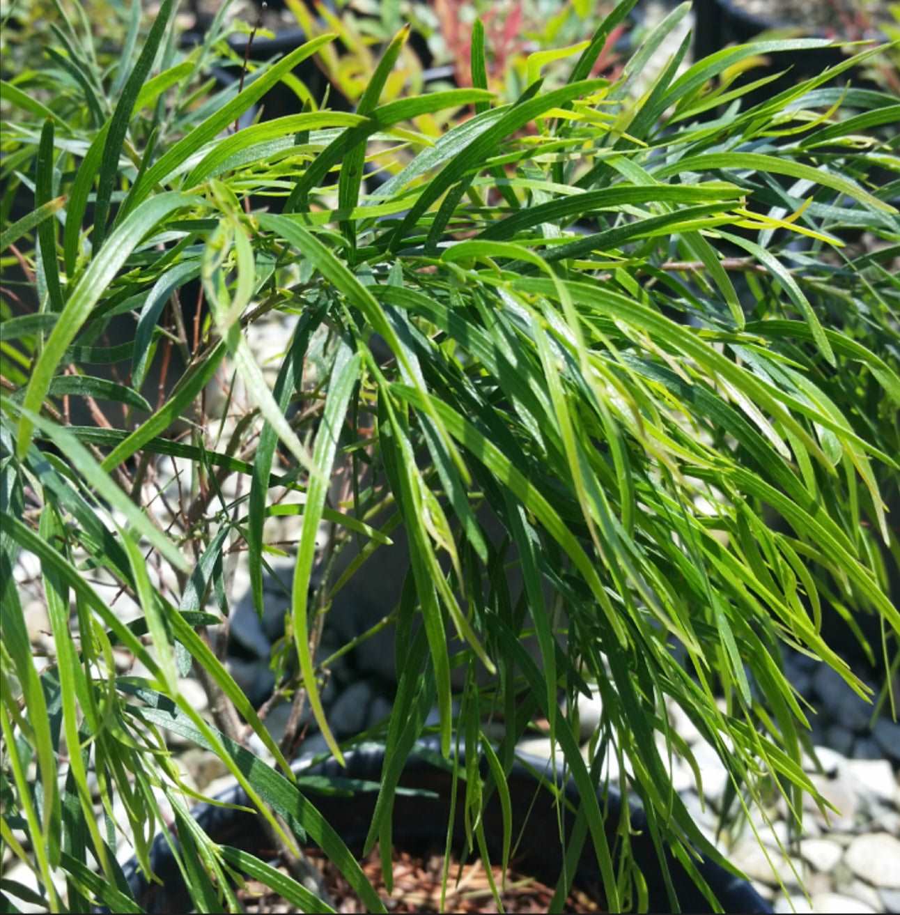 Acacia Plant One Gallon