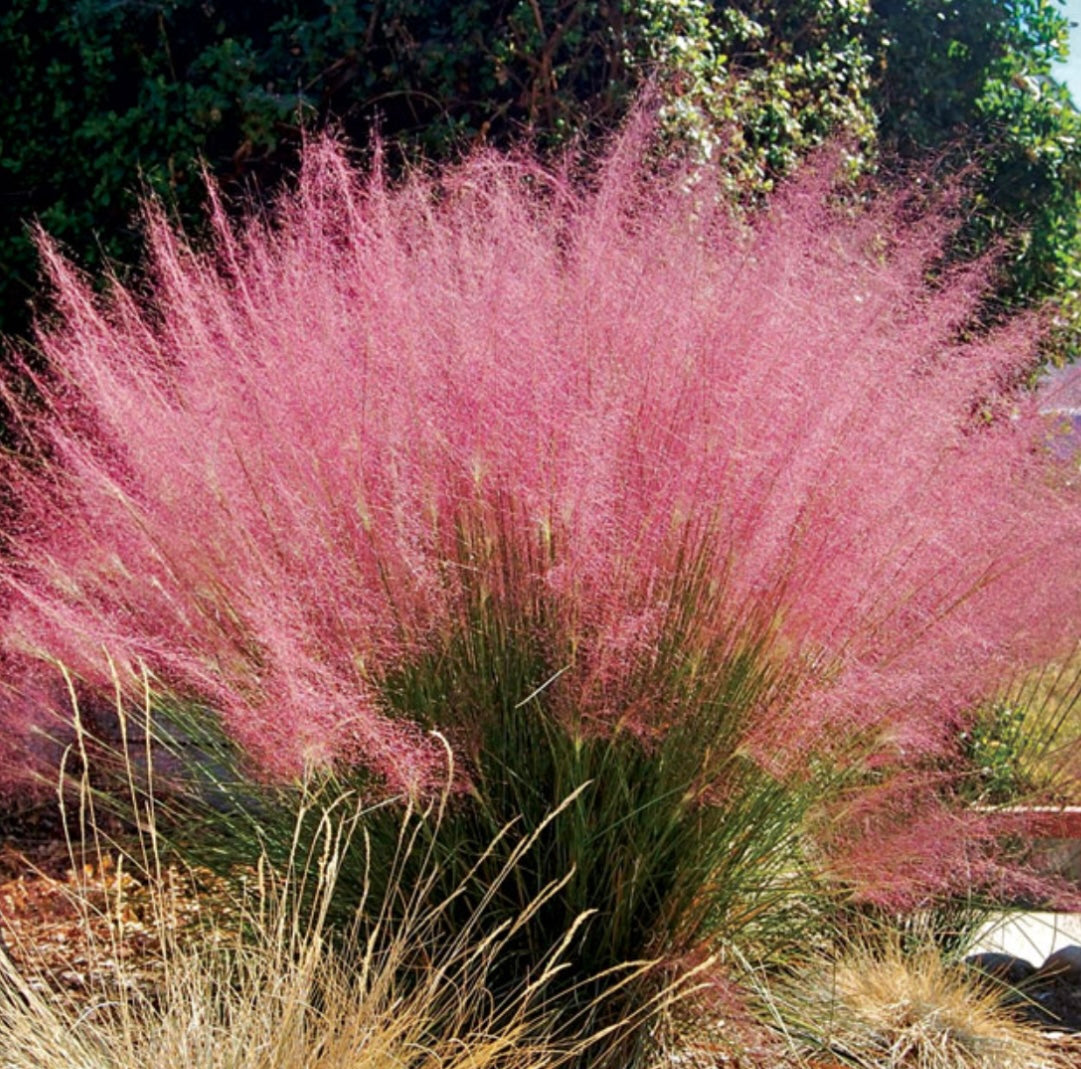 Pink Muhly Grass Plant One Gallon Size Healthy Harvesters