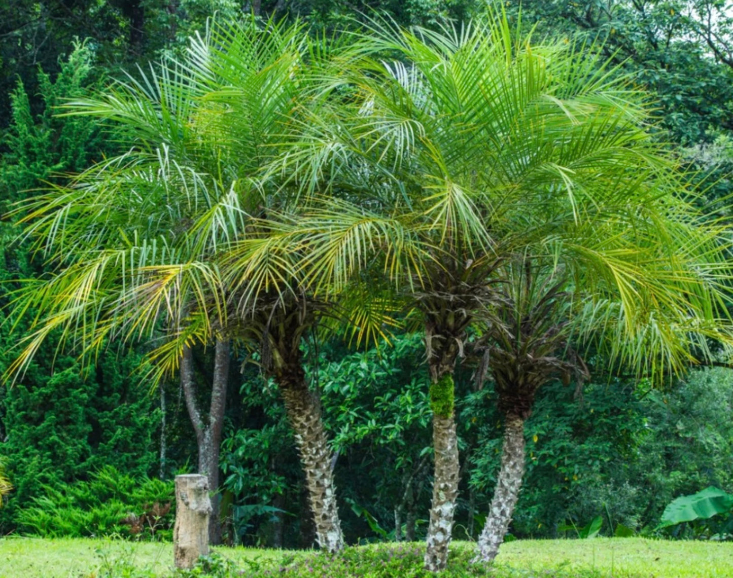 Pygmy Date Palm Phoenix roebelenii Tree