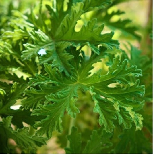 Citronella  Mosquito Geranium plant Pelargonium citrosum Healthy Harvesters