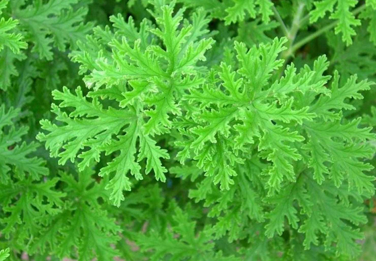 Citronella  Mosquito Geranium plant Pelargonium citrosum Healthy Harvesters