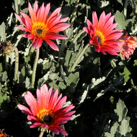 Pink African Daisy