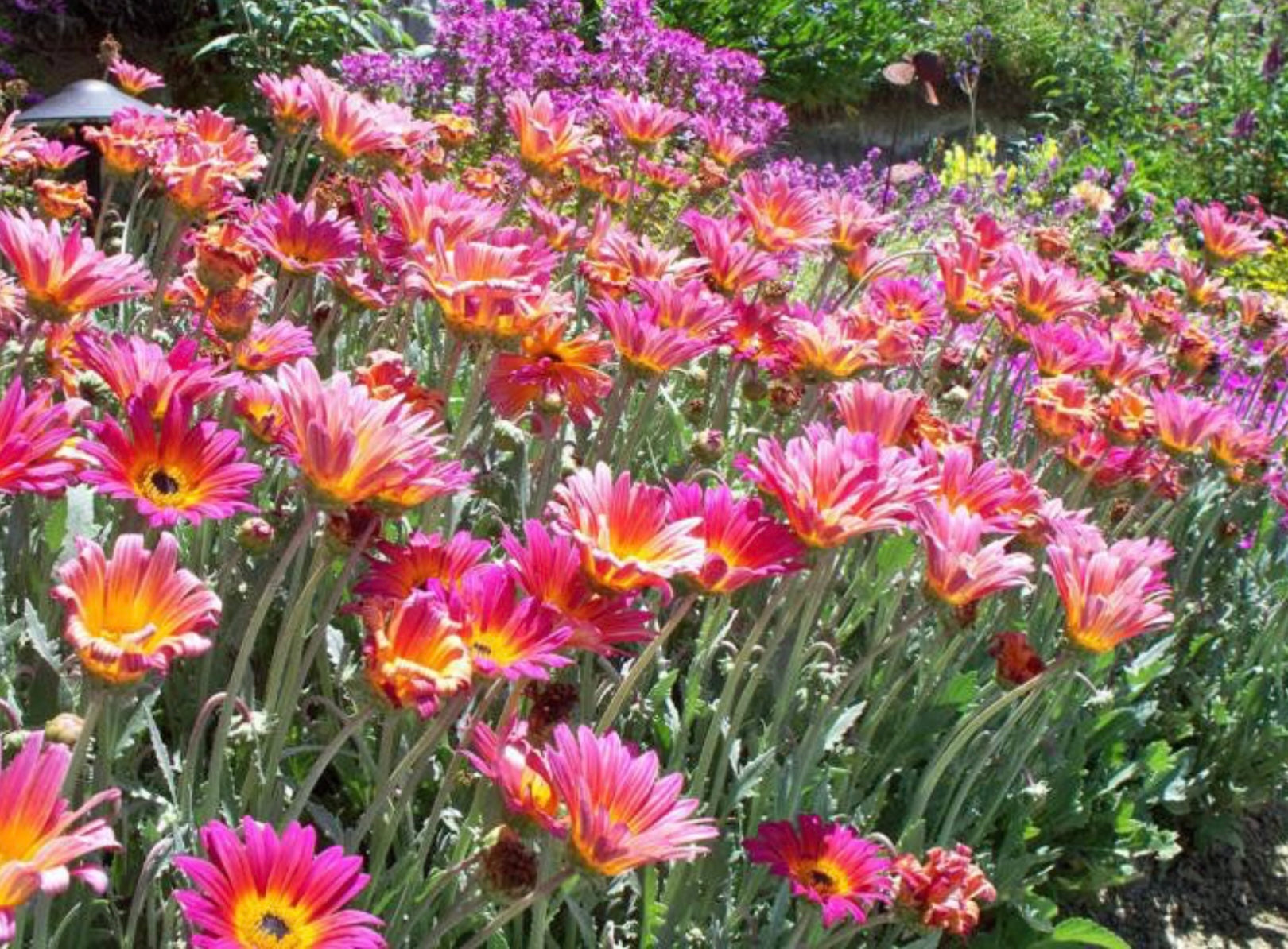 Pink  African Daisy Arctotis Pink Sugar Healthy Harvesters