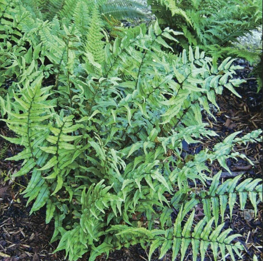 Japanese Holly Fern Cyrtomium falcatum Rochfordianum Healthy Harvesters