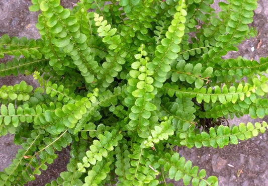 Button Fern Plant Pellaea rotundifolia One Gallon Size Healthy Harvesters