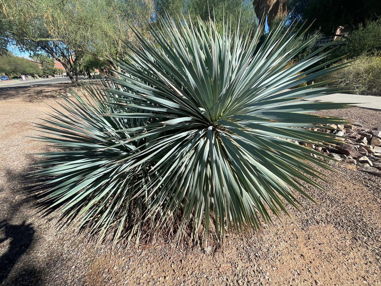 Yucca Rostrata