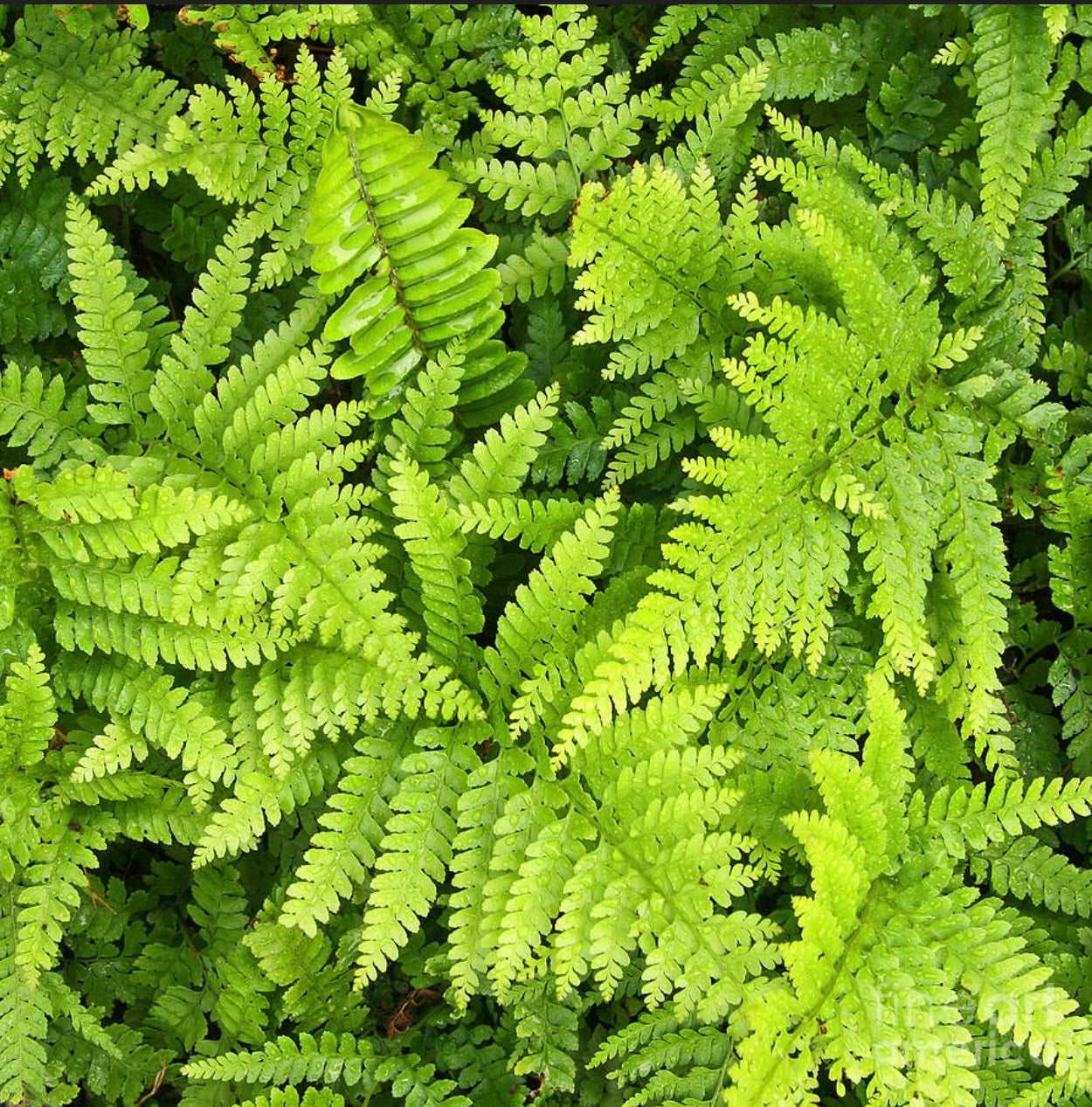 Lace Fern Microlepia strigosa Plant One Gallon Size Healthy Harvesters
