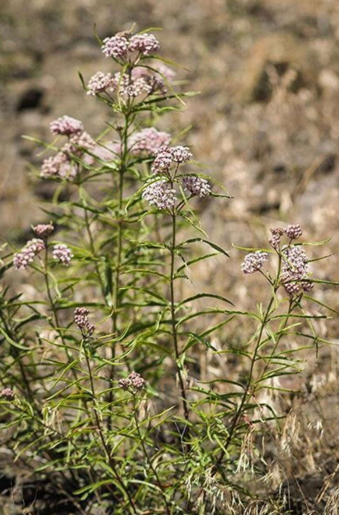 Narrowleaf milkweed