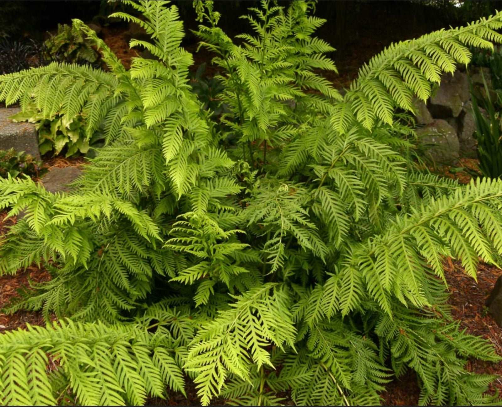 Giant Chain Fern Woodwardia fimbriata One Gallon Size Healthy Harvesters