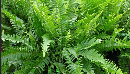 Boston Fern, Nephrolepis exaltata  Bostoniensis Plant One Gallon Size Healthy Harvesters