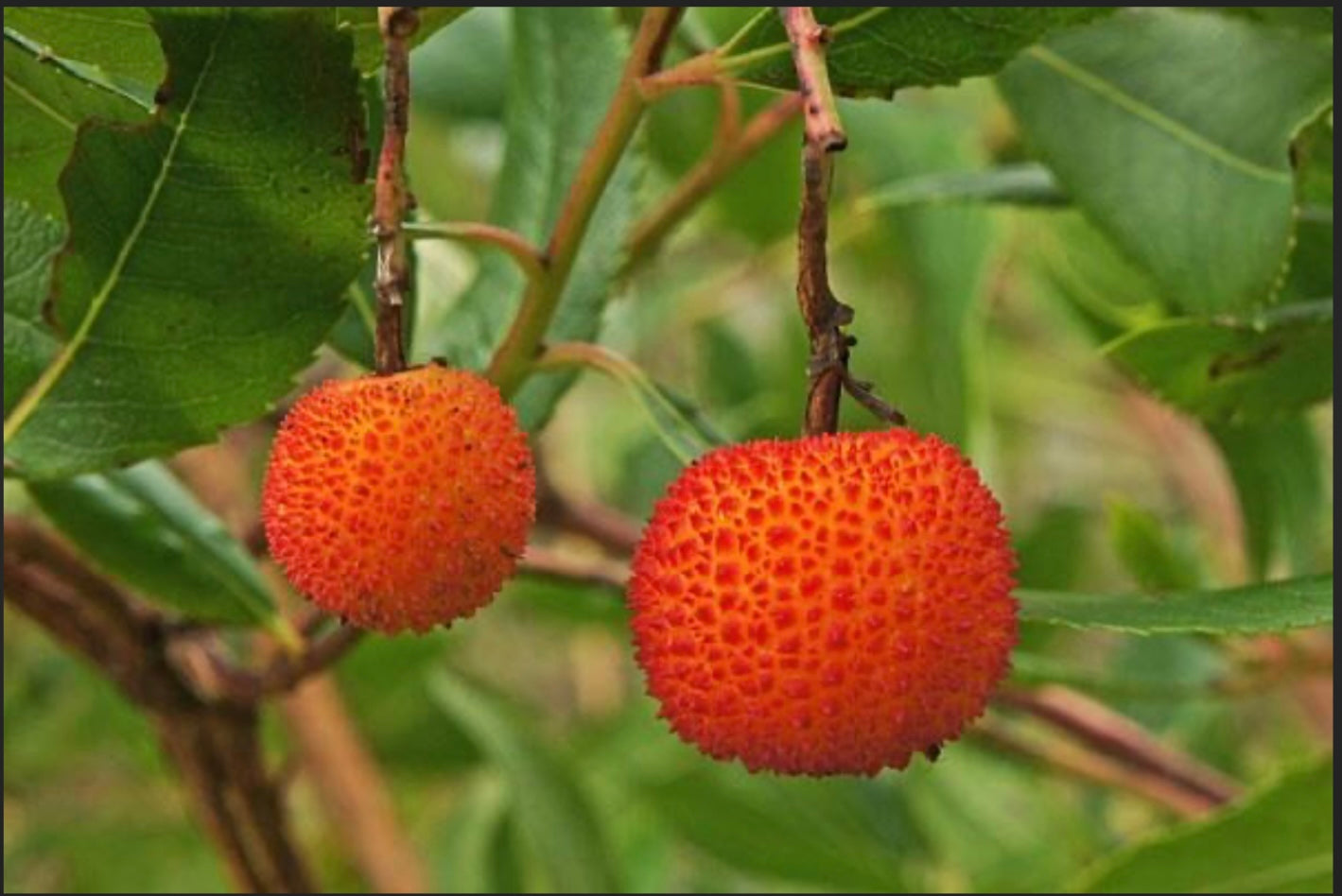 Dwarf Strawberry Tree Arbutus unedo Compacta 5  Gallon Size