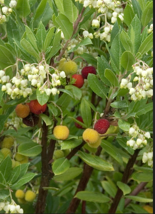 Dwarf Strawberry Tree Arbutus unedo Compacta 5  Gallon Size Healthy Harvesters