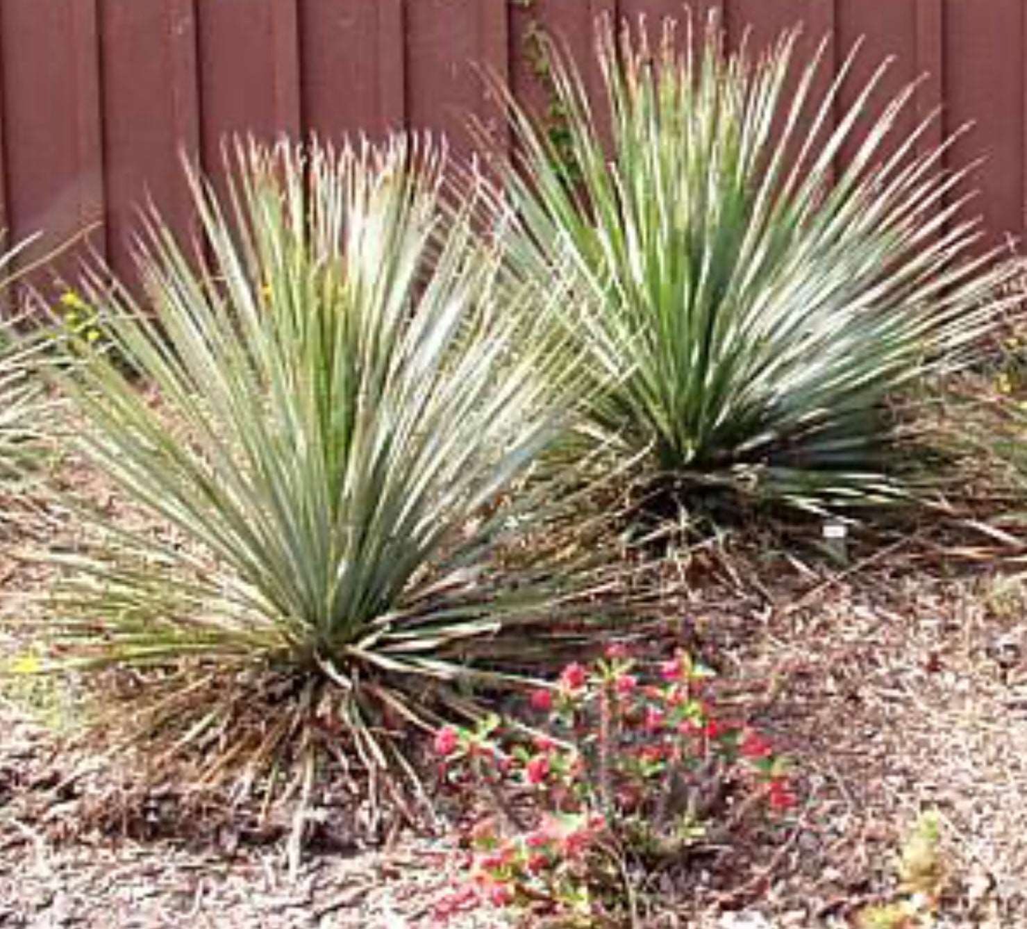 Dasylirion wheeleri Spoon Yucca Plant One Gallon Size Healthy Harvesters