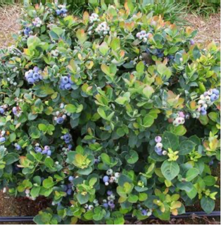 Sunshine Blue Blueberry Bush Plant 2 Gallon Size