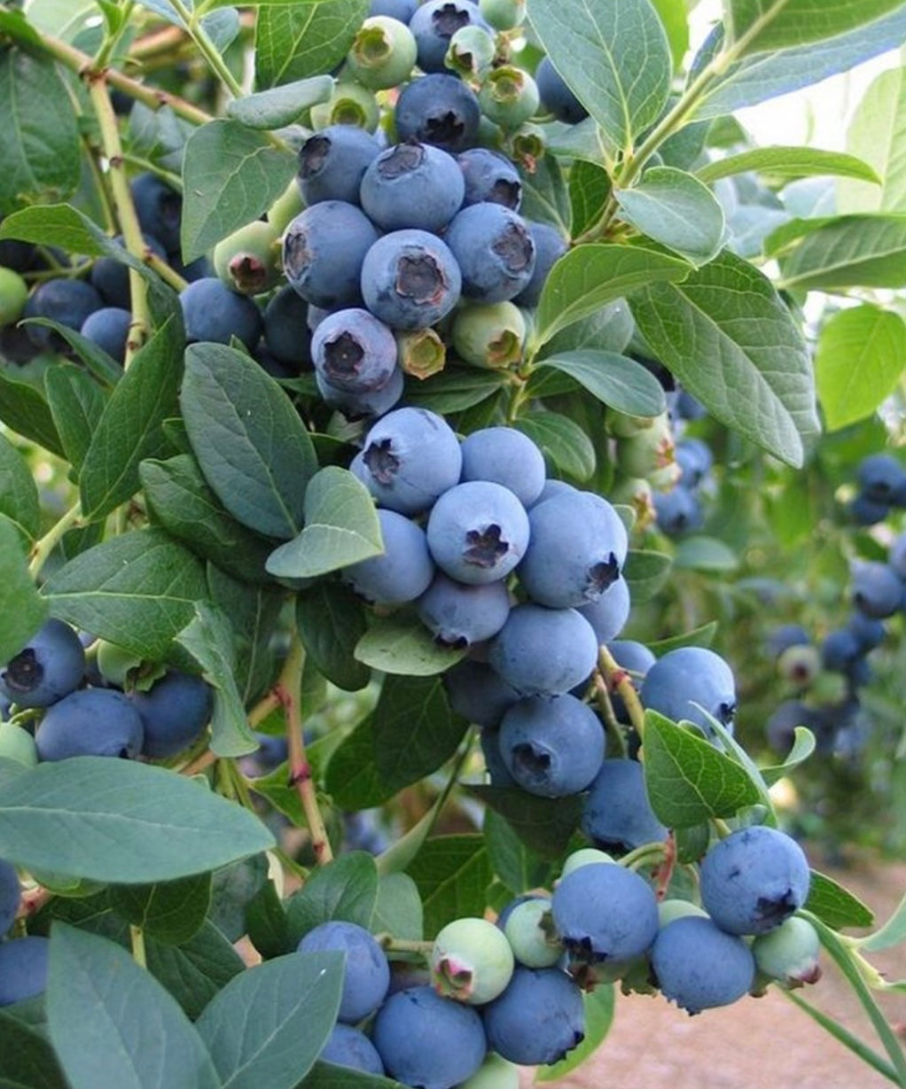 Sunshine Blue Blueberry Bush Plant 2 Gallon Size Healthy Harvesters