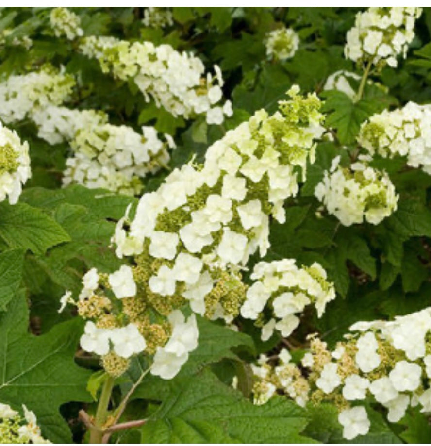 Snow Queen Oak Leaf Hydrangea Plant 1 Gallon  Size Healthy Harvesters