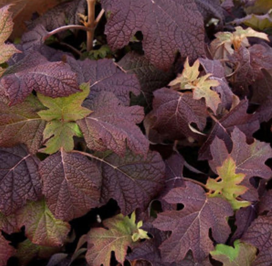 Snow Queen Oak Leaf Hydrangea Plant 1 Gallon  Size Healthy Harvesters