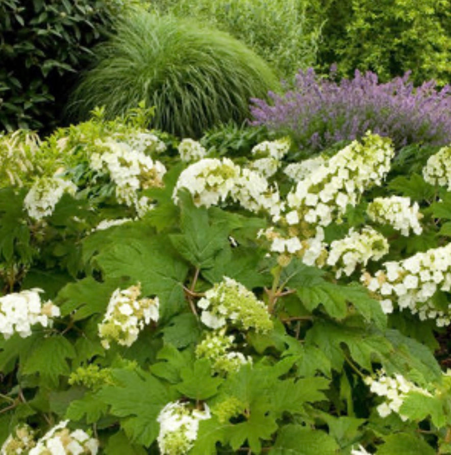 Snow Queen Oak Leaf Hydrangea Plant 1 Gallon  Size Healthy Harvesters