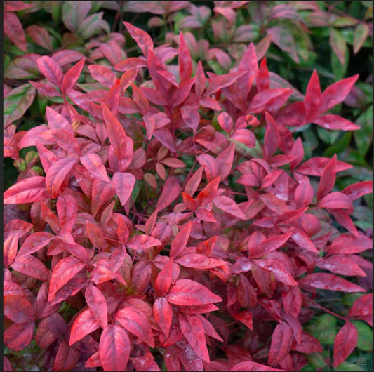 Firepower Red Heavenly Bamboo Nandina Domestica  Plant 1 Gallon Size Healthy Harvesters