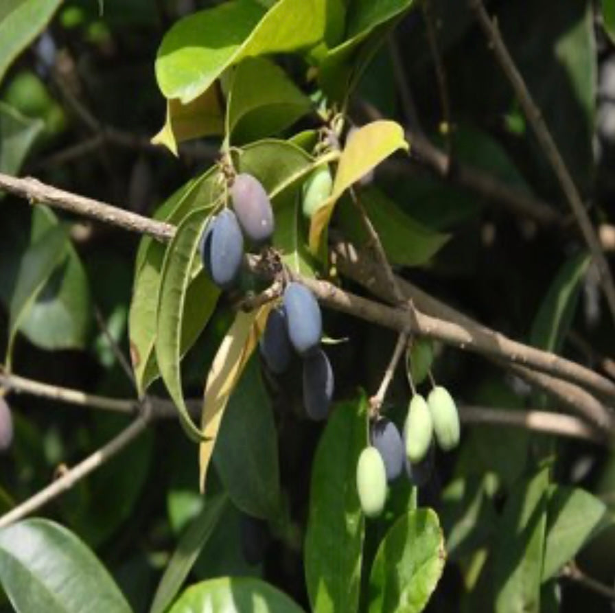 Fragrant Tea Olive Osmanthus fragrans Plant 1 Gallon Size