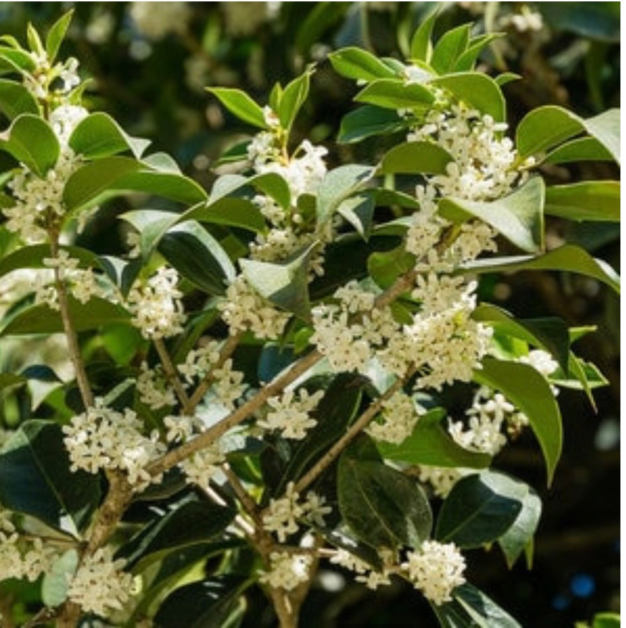 Fragrant Tea Olive Osmanthus fragrans Plant 1 Gallon Size