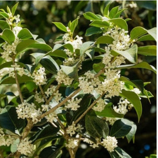 Fragrant Tea Olive Osmanthus fragrans Plant 1 Gallon Size Healthy Harvesters