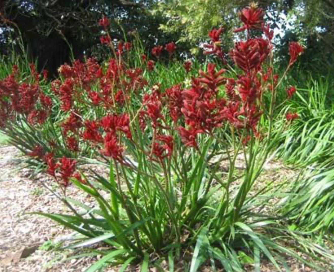 Anigozanthos 'Big Red' Red Kangaroo Paw Plant- One Gallon Size