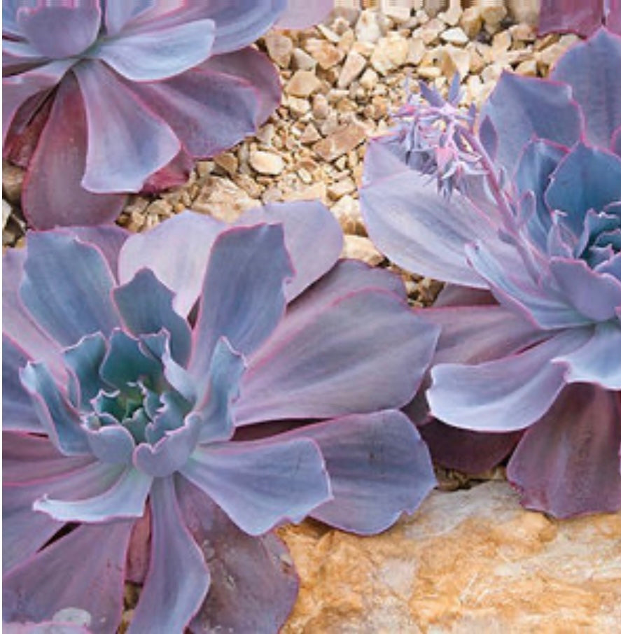 Echeveria X Afterglow Hens and Chicks Plant One Gallon Size