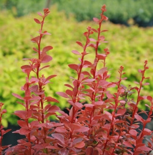 Orange Rocket Barberry Berberis thunbergii Orange Rocket Plant One Gallon Size Healthy Harvesters