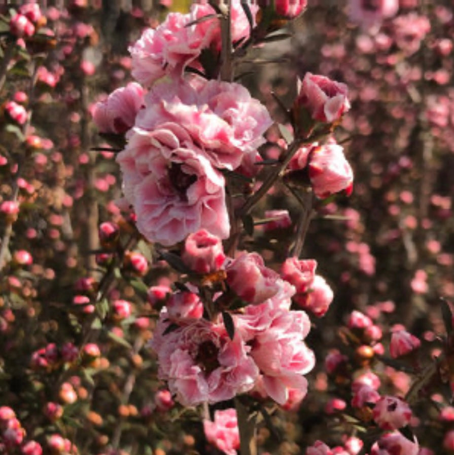 Leptospermum scoparium Apple Blossom New Zealand Tea Tree 5 Gallon Size