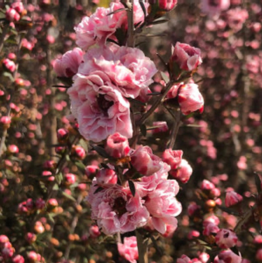 Leptospermum scoparium Apple Blossom New Zealand Tea Tree 5 Gallon Size Healthy Harvesters