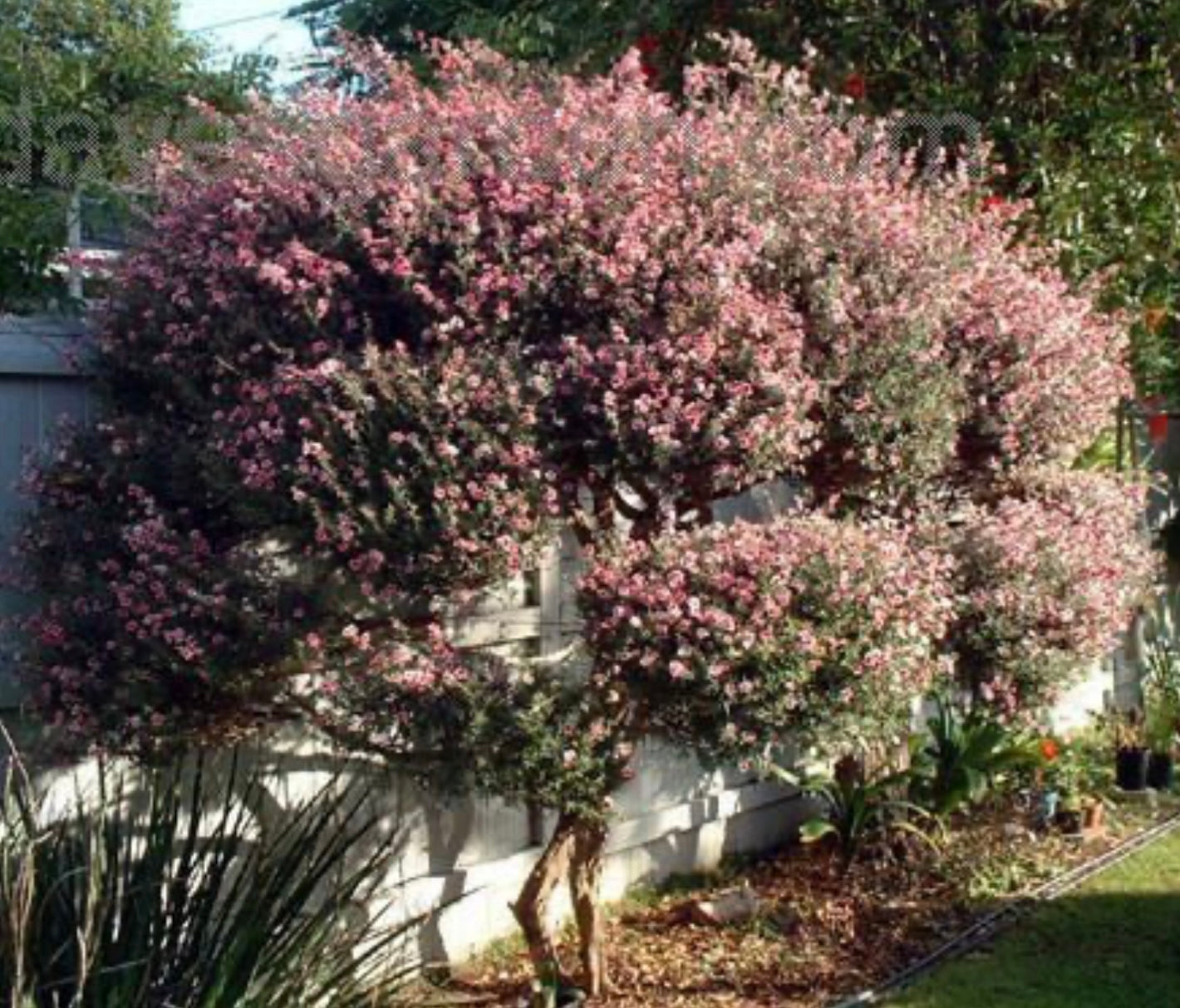 Leptospermum scoparium Apple Blossom New Zealand Tea Tree 5 Gallon Size Healthy Harvesters