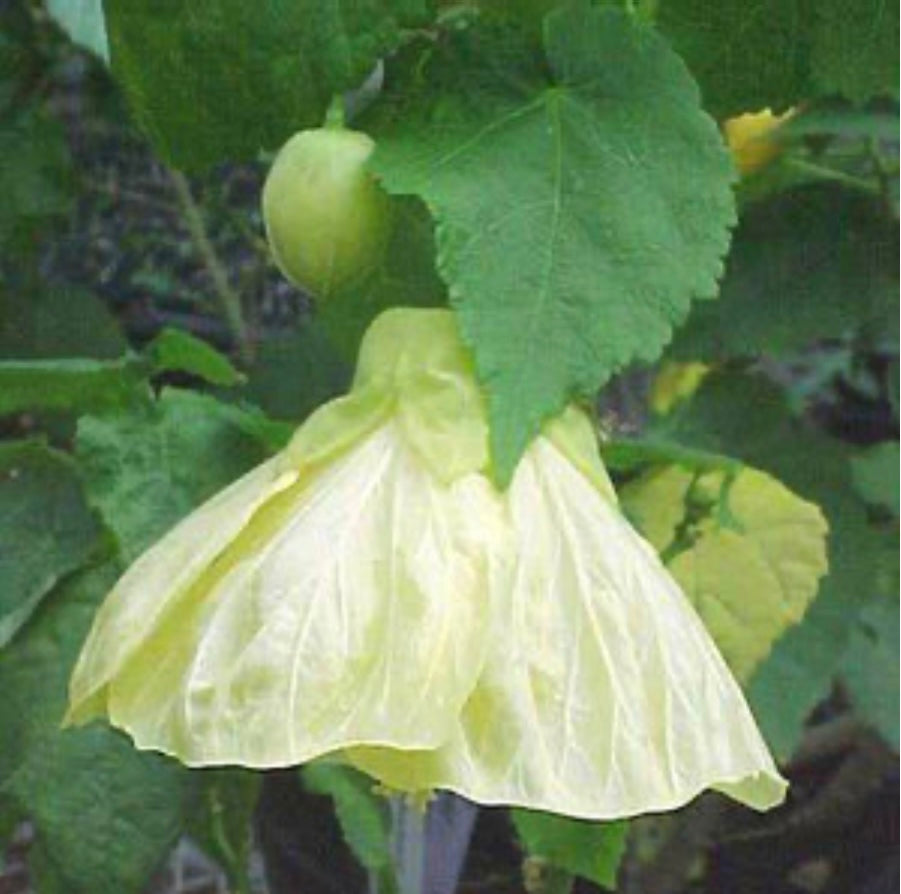 Abutilon X Hybridum Flowering Maple Plant