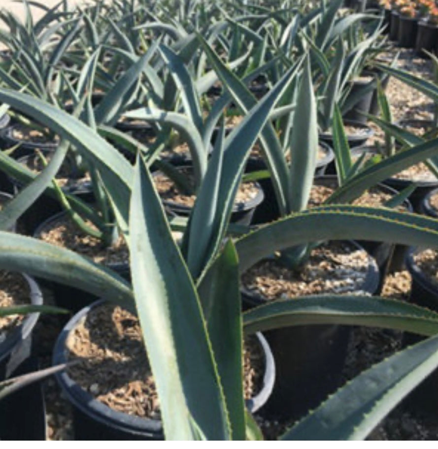 Agave Tequiliana Blue Agave Plant 3 Gallon