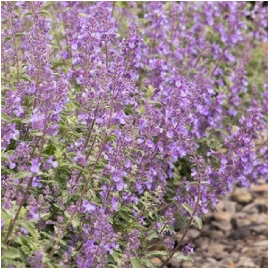 Nepeta Racemosa Walkers Low Catmint One Gallon Size