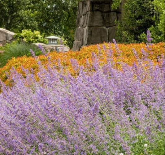 Nepeta Racemosa Walkers Low Catmint One Gallon Size Healthy Harvesters