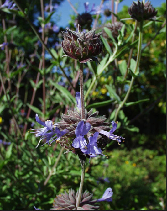 Salvia X Allen Chickering Sage Plant One Gallon Healthy Harvesters