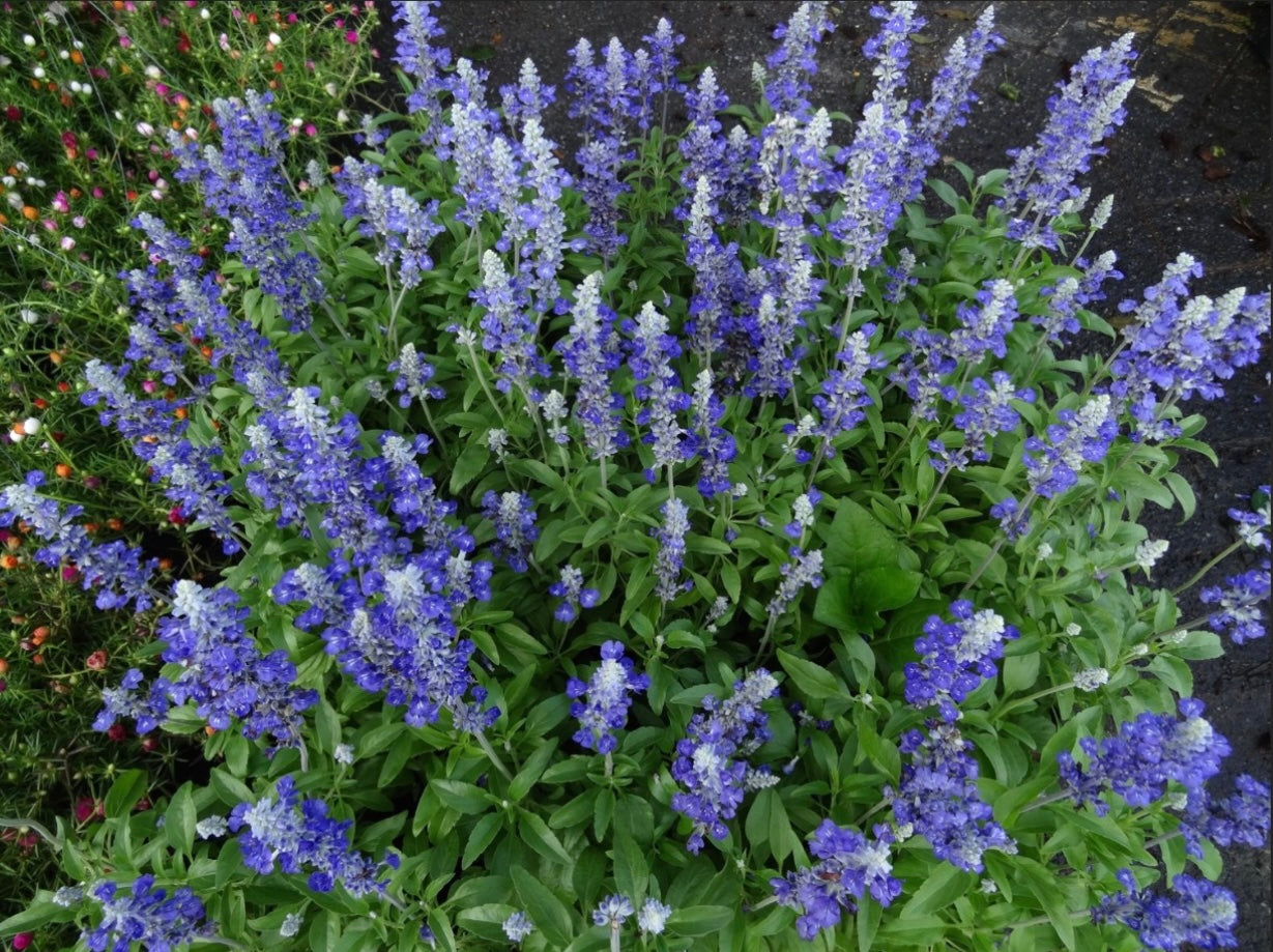 Salvia Farinacea Victoria Blue Mealy Cup Sage Plant One Gallon Healthy Harvesters