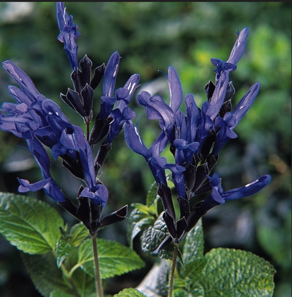 Salvia Guarantica Black & Blue Anise-Scented Sage Plant One Gallon Healthy Harvesters