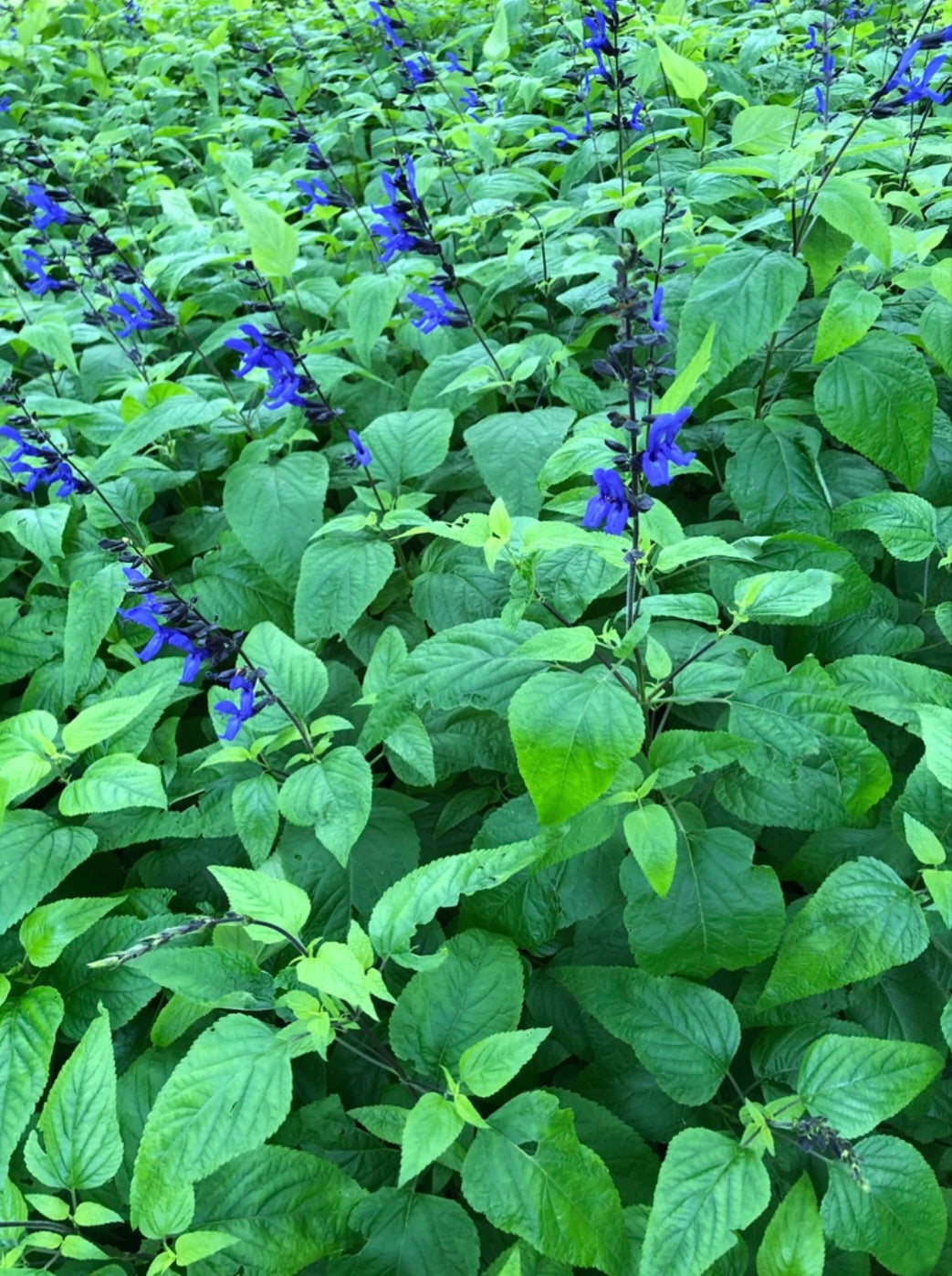 Salvia Guarantica Black & Blue Anise-Scented Sage Plant One Gallon Healthy Harvesters