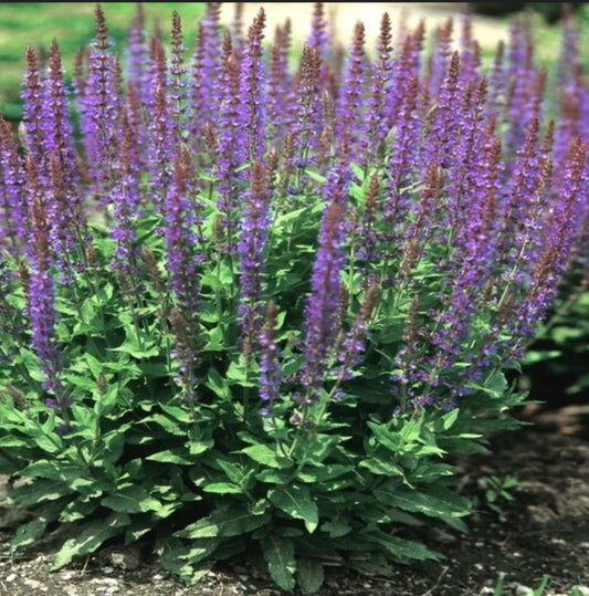 Salvia Nemorosa Mainacht May Night Woodland Sage Landscape Plant