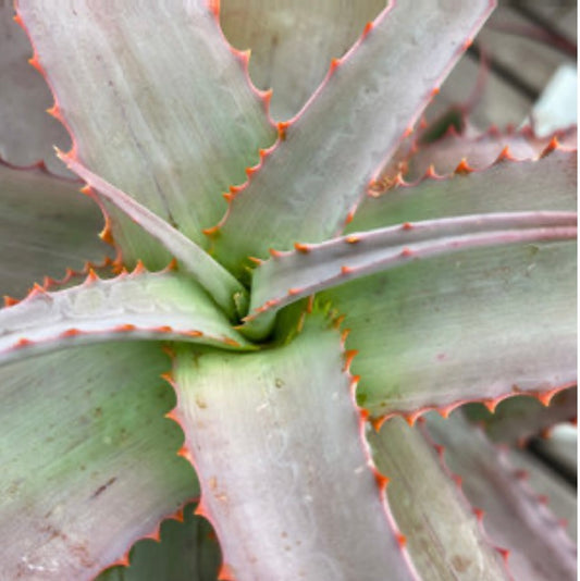 Aloe Acutissima Blue Aloe One Gallon Size Healthy Harvesters